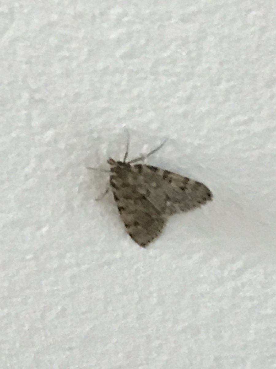 Pictures Of Brown House Moths