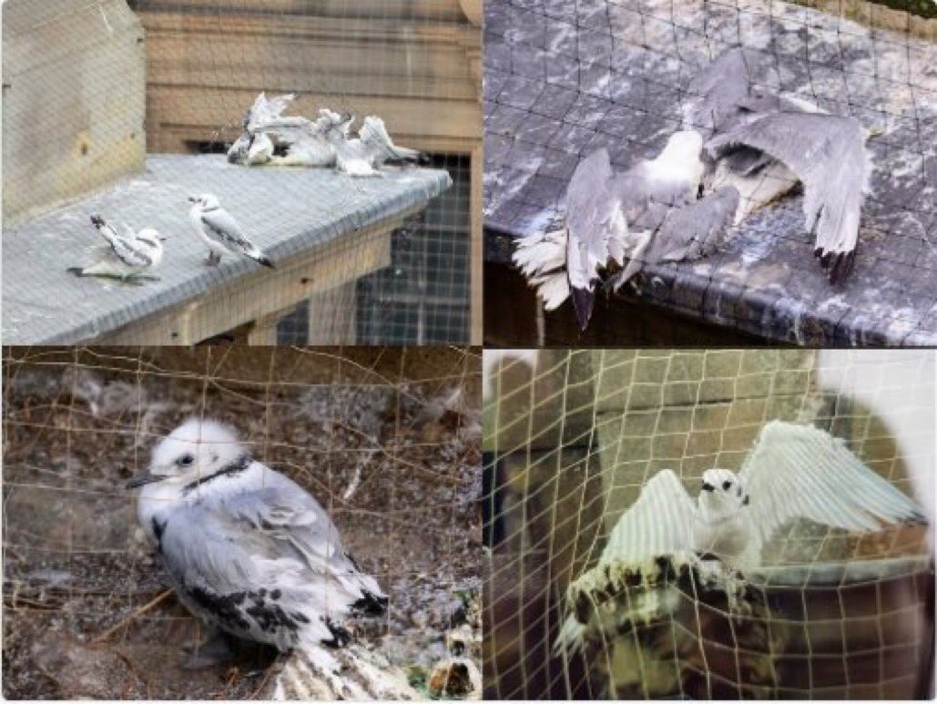 Chris Packham tweet media