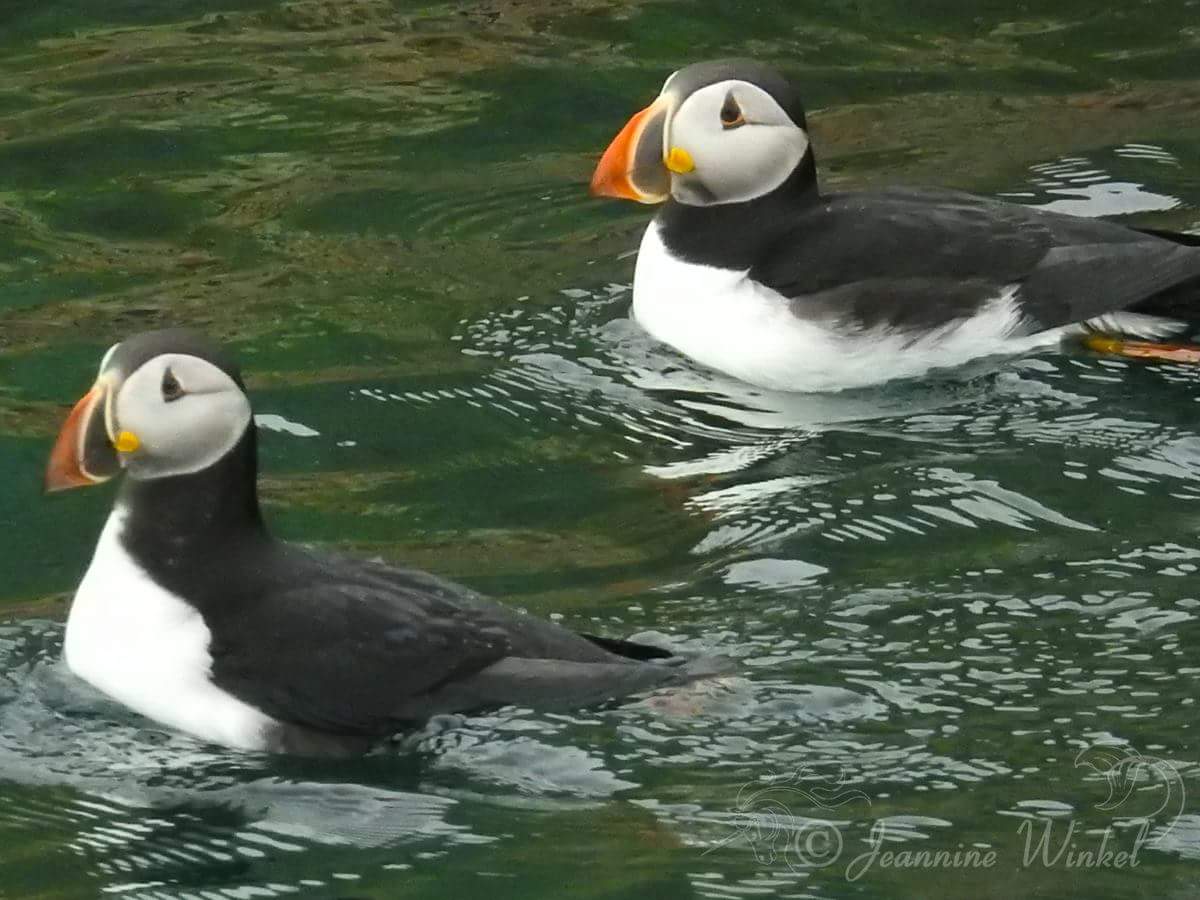 Get ready for the #puffinpatrol !! Dim your lights and grab your nets and flashlights!  @mollybawntours spotted their first baby puffin on the water yesterday!  #savethepuffins @cpaws