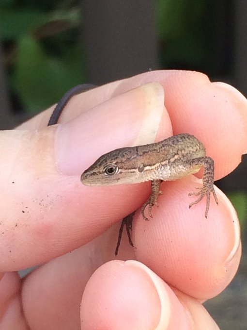 カナヘビのtwitterイラスト検索結果 古い順