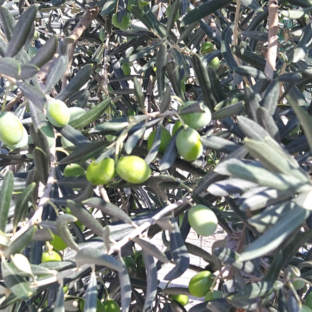 #organic ,#naturel ,#oliveoil ,#ayvalık ,#saglikli