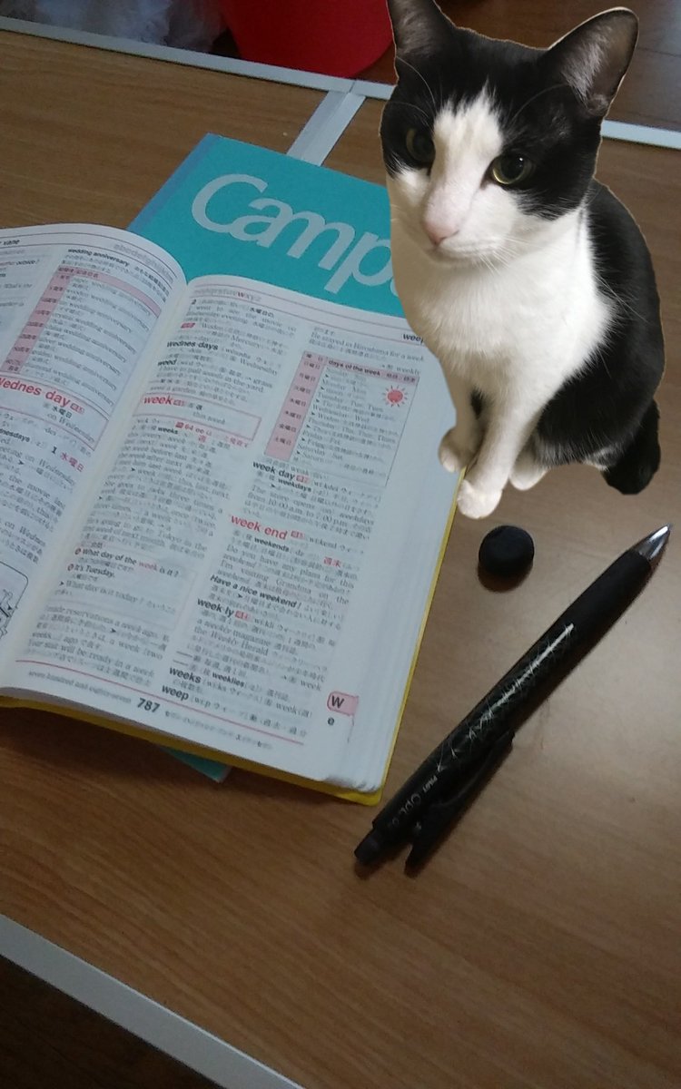 ayusyake7462's tweet photo. 猫の手も借りたい。 https://t.co/fjdR4Ypw0a