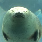 水族館で満足そうなアザラシがかわいすぎwミラクルショットでアザラシの笑顔激写ｗ