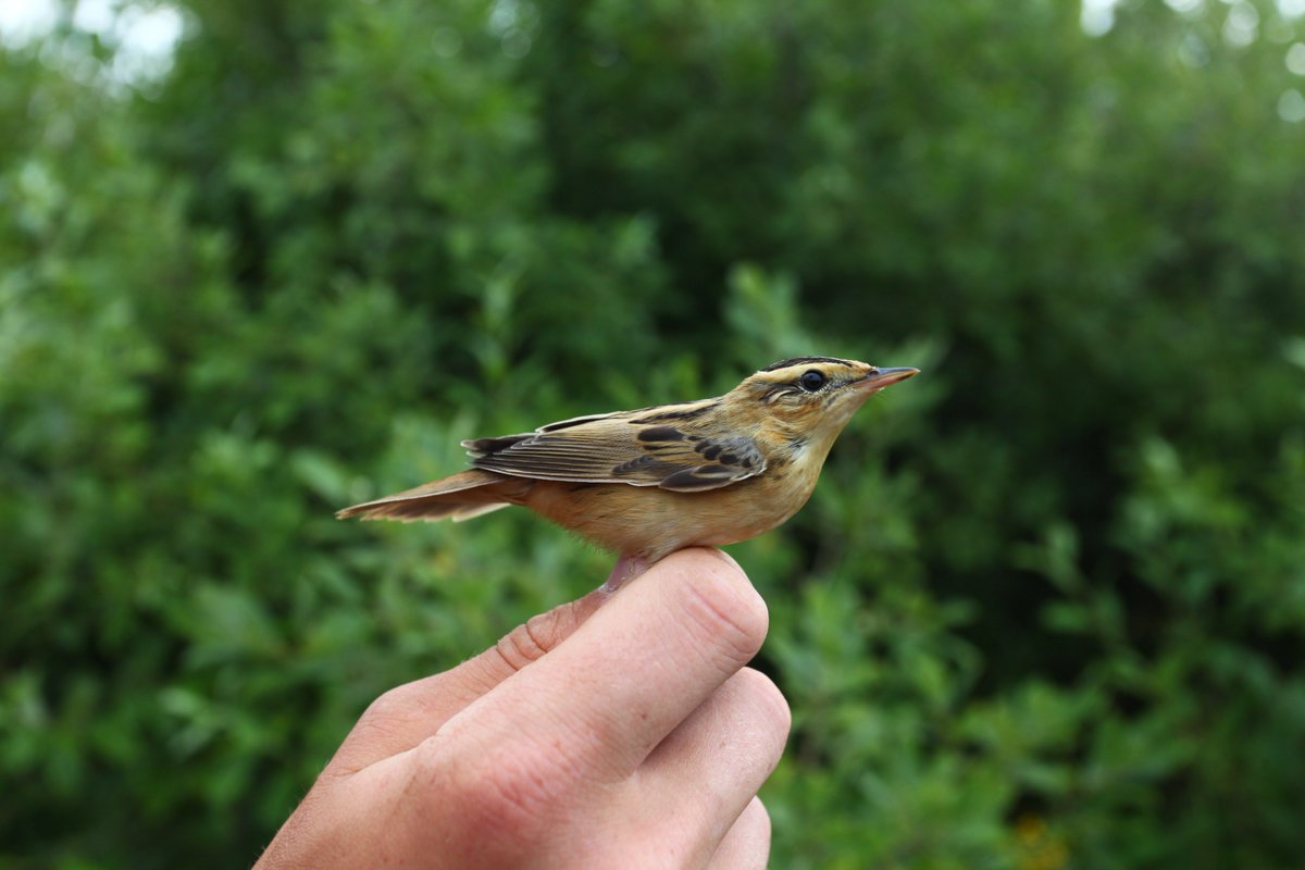 Šorīta Papes ornitoloģisko pētījumu centrā noķērām un apgredzenojām otro grīšļu ķauķi (Acrocephalus paludicola) šogad. 
Foto - Reinis Priedols