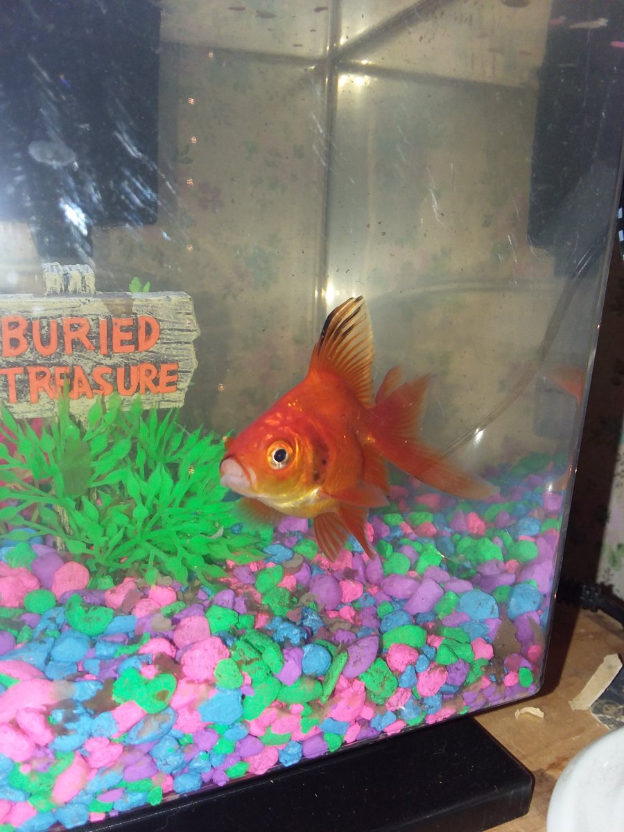 Finally got some new fish. One big Goldie and two little fishes. DONT DiE tHiS TImE!