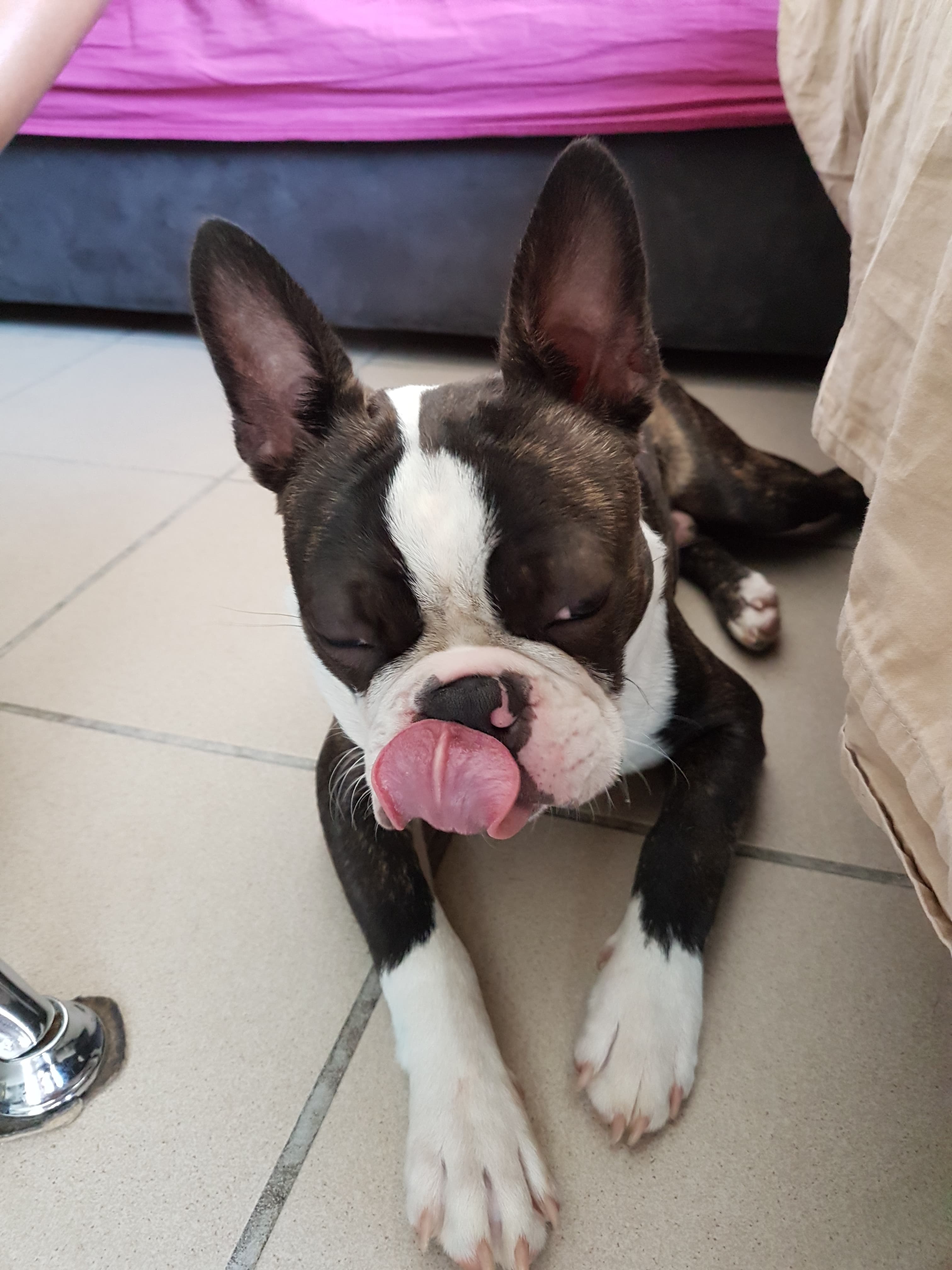 6 month sale old boston terrier