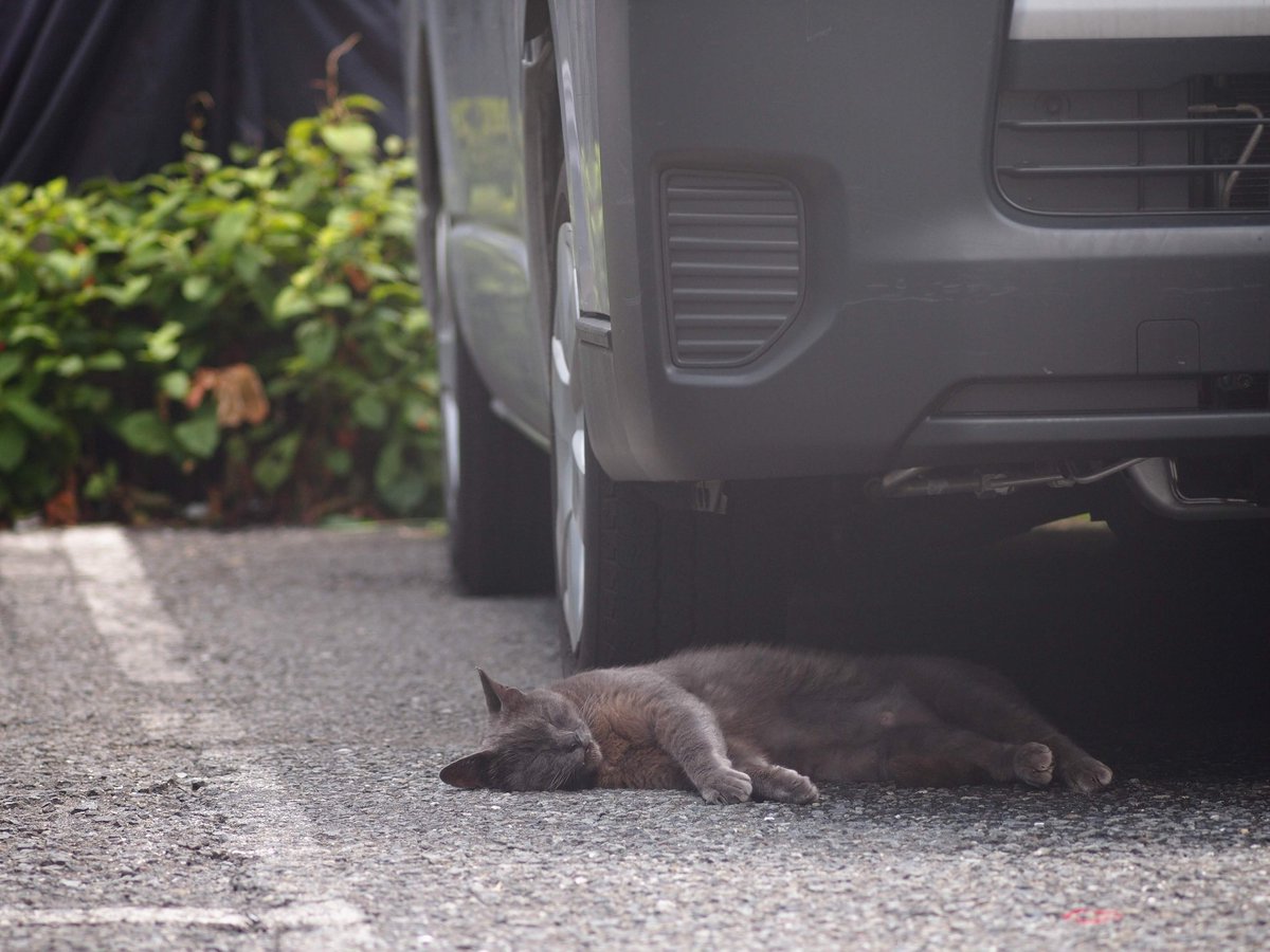 おひるねごろん。
警戒つよいコは望遠がいい。

E-PL1s+E.Zuiko100/3.5