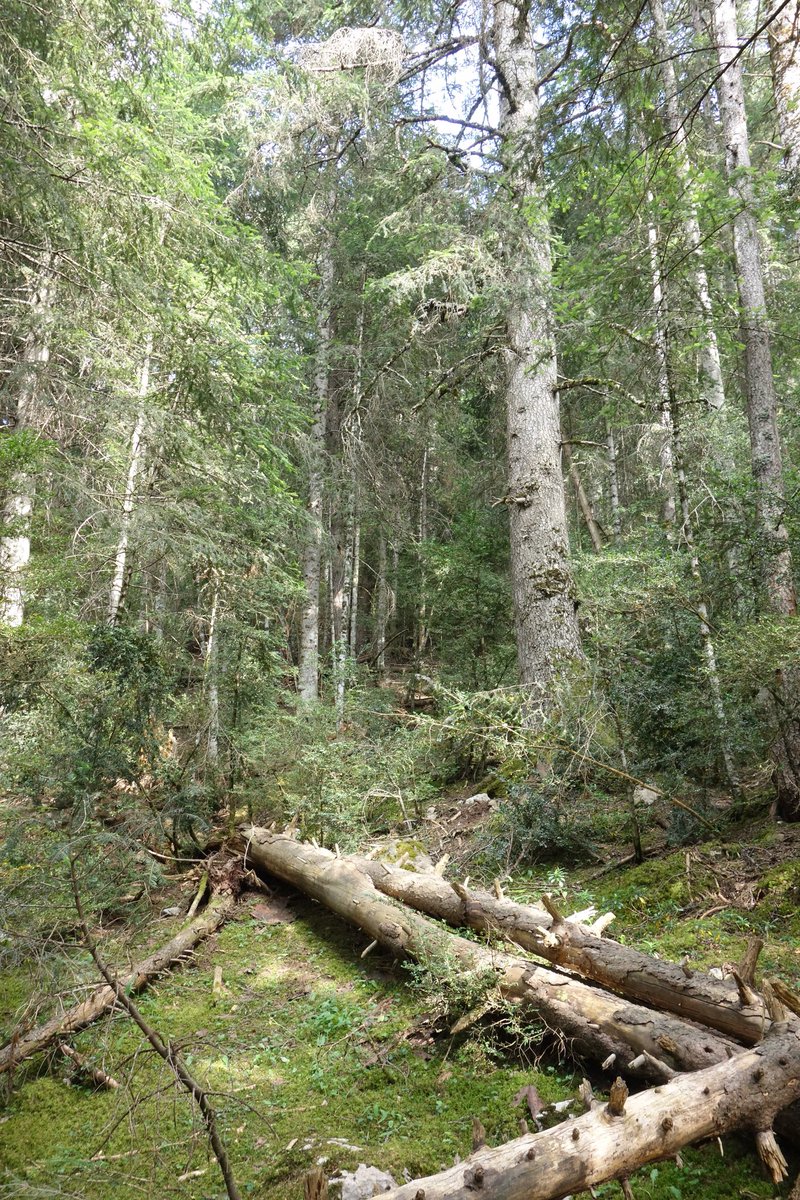 La madera de árboles caídos genera biotopos diversos en bosques maduros.
En zonas de protección es importante dejar esta biomasa no generalizada.