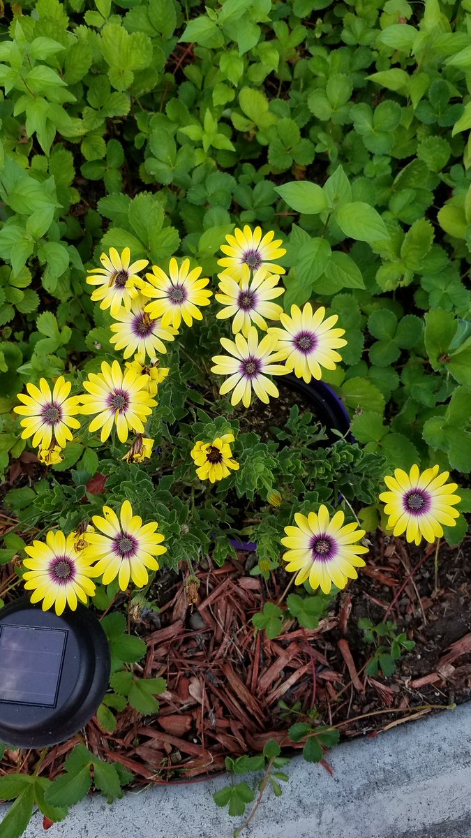 What is this flower?!