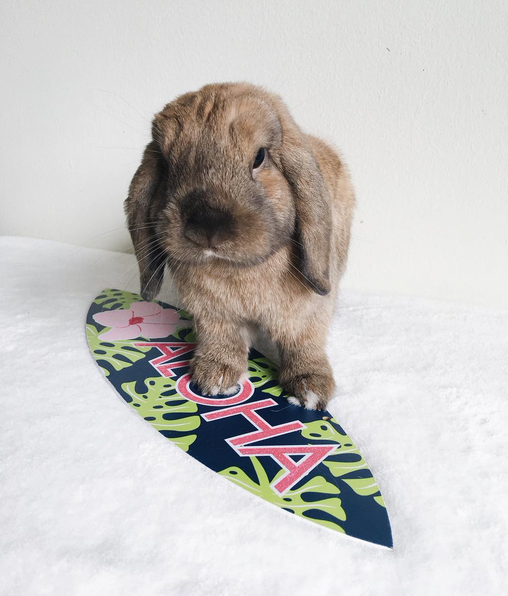 HappyBunnyClub's tweet photo. Human its the perfect weather for surfing, can we go? π°πββοΈ
_________
π¦ August Happy Bunny Club box of healthy rabbit treats & toys is available now from https://t.co/YzFXmLdJYN
_________
#subscriptionbox #rabbit #happybunnyclub #bunny #bunniesworldwide #instabun https://t.co/UVMOHvCGvO