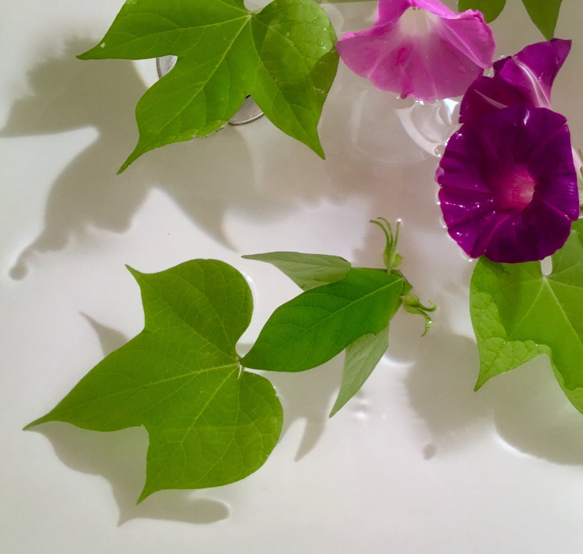 Inori アサガオの金魚です 葉っぱ二枚です 茎の長い葉を尾びれにし 胴体の葉を重ねたところに挿して留めています 花びらの目を付けたり 小さな種を目にすると睫毛の長い出目金です 葉っぱが水をたっぷり吸ってピンとしていないとつくれません