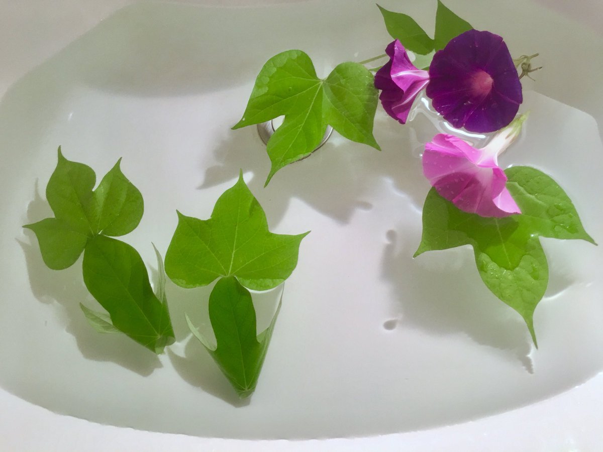 Inori アサガオの金魚です 葉っぱ二枚です 茎の長い葉を尾びれにし 胴体の葉を重ねたところに挿して留めています 花びらの目を付けたり 小さな種を目にすると睫毛の長い出目金です 葉っぱが水をたっぷり吸ってピンとしていないとつくれません