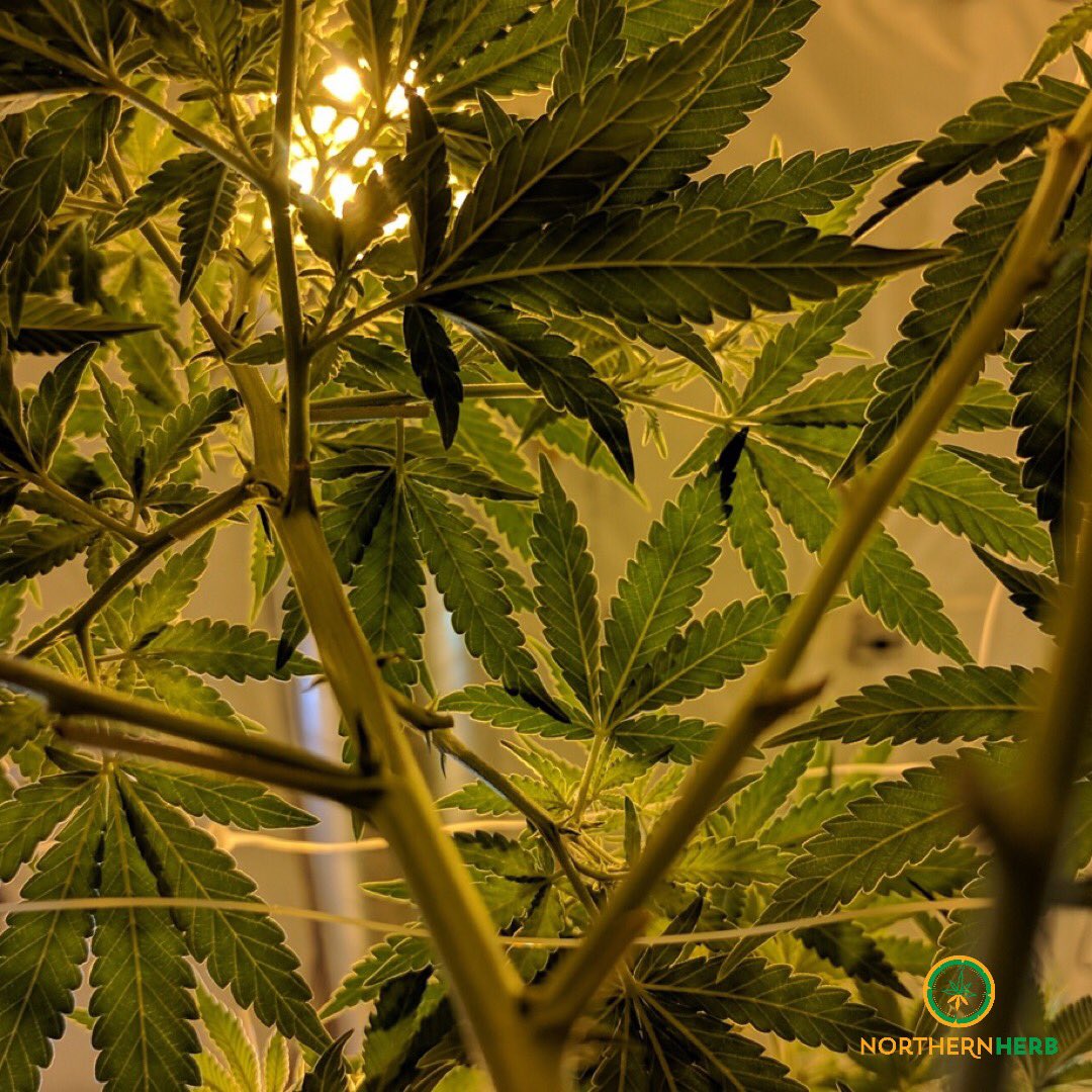NorthernHerb's tweet photo. (1/2) NH Weekly Special! 💫 Gifting Grams

The site is back up and LOADED with product included a gorgeous new selection of flower.  To thank you all for your patience with the site, the special is a FREE GRAM OF FLOWER WITH EVERY ORDER. https://t.co/DdhCnlFSXN