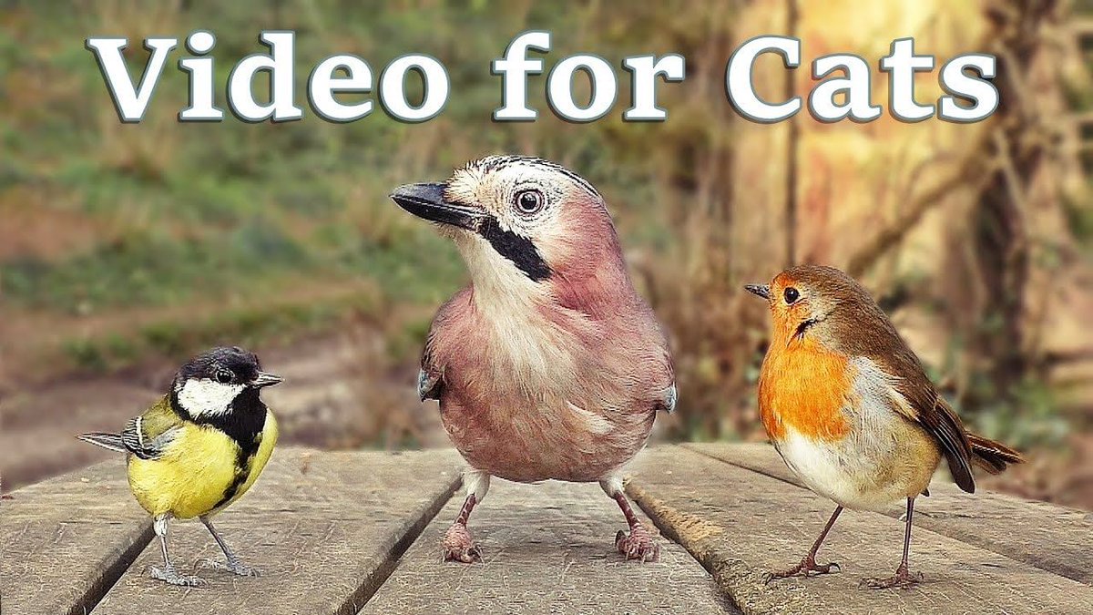 AnimalHouseCats's tweet photo. Need an activity for your kitty on this lazy Sunday?? How about some bird watching! This video will keep them happily occupied quite some time ;)

https://t.co/vBp3ox3eus https://t.co/vCuKye3FP1