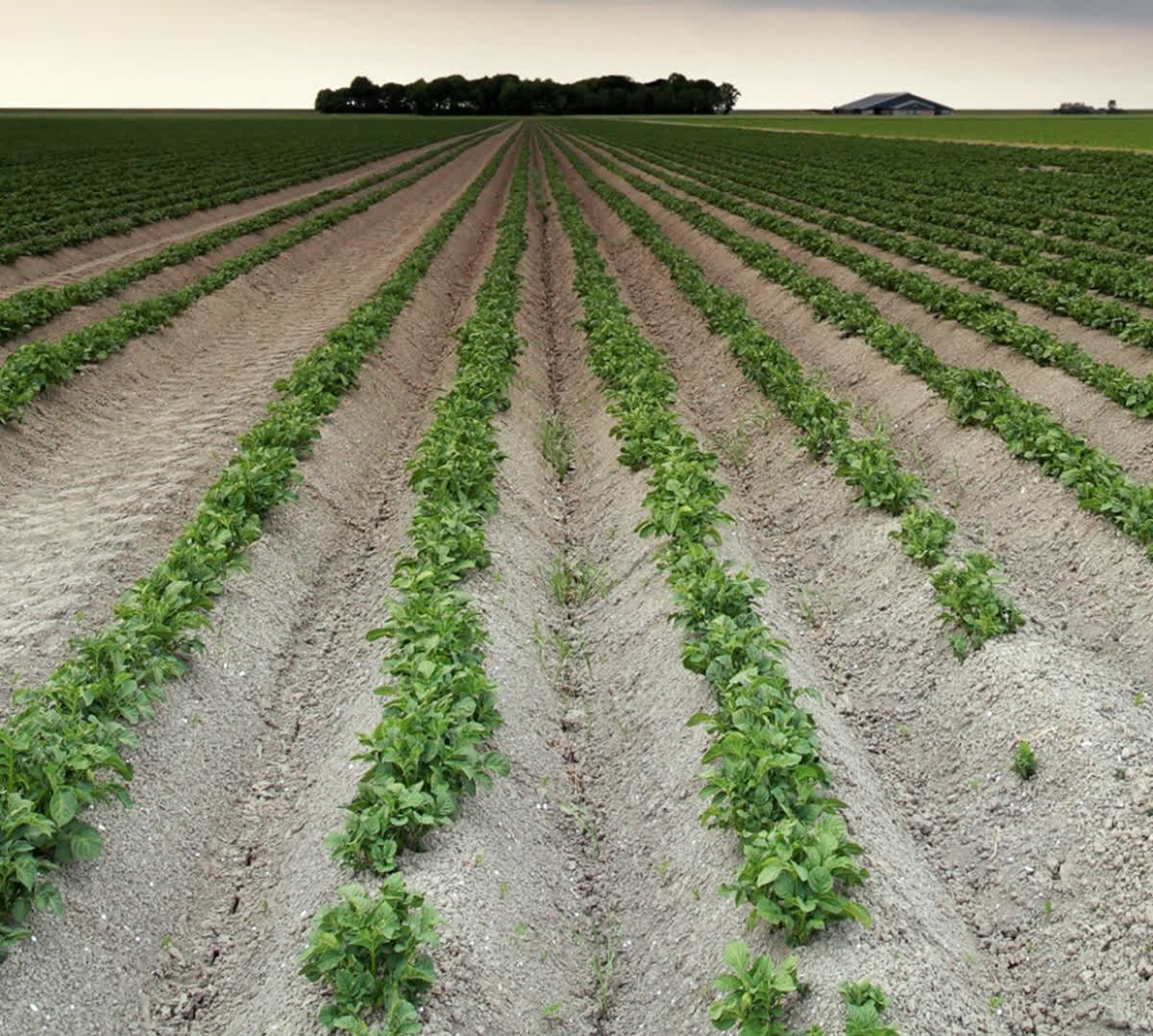 'Sunday's are a day of rest', who else agrees with this? At Thornton's we like to spend Sunday's with family and close friends.
.
.
.
#Sundays #dayofrest #familytime #friendsandfamily #thorntonsdistllery #rest #vodka