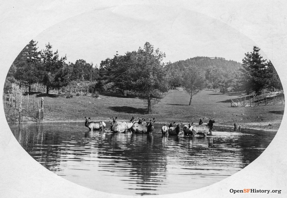 Something else that has vanished from <a href="/GoldenGatePark/">Golden Gate Park</a>, the elk in Elk Glen. Here, the elk take a dip in the lake in Elk Glen, located just west of Crossover Drive and north of Lincoln. You can see Strawberry Hill and Sweeney Observatory in the background. #OpenSFHistory