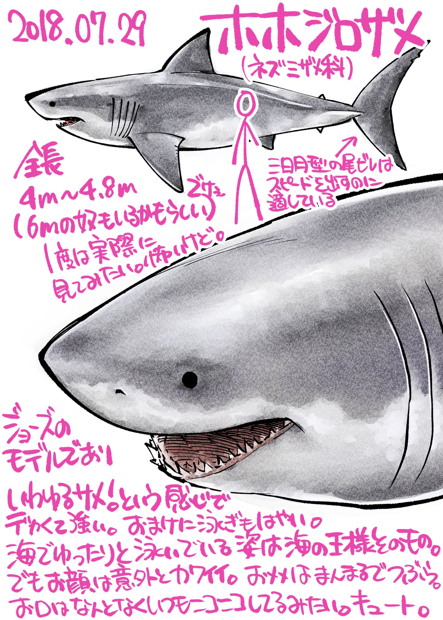Twitter 上的 Takumiサメ男 01 ホホジロザメ いわゆるジョーズ めっちゃぽってりしててかわいいとおもう たくみじろうサメの絵 T Co Samaldn37o Twitter Twitter 上的 Takumiサメ男 01 ホホジロザメ いわゆるジョーズ めっちゃぽってりしててかわいいとおもう たくみじろうサメの絵 T Co Samaldn37o Twitter