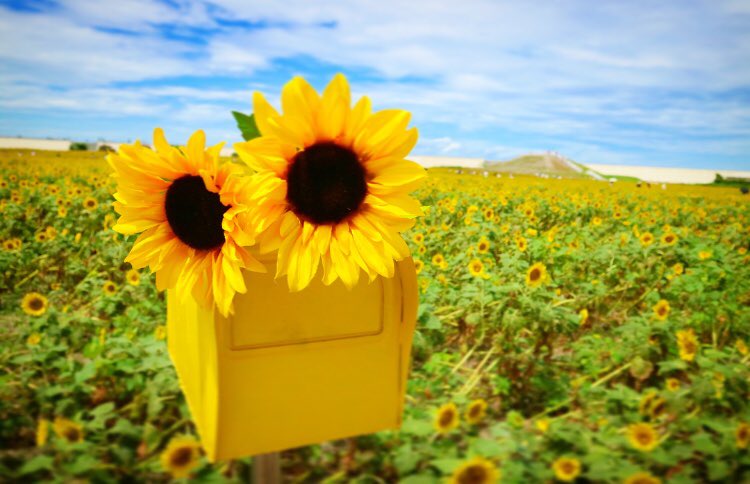 3jsb_yuchan's tweet photo. 柳川ひまわり園🌻🌻

#sunflower 
#summerphoto
#summer2018
#向日葵
#カメラ好き
#カメラ女子
#カメラ好きの人と繋がりたい
#ファインダー越しの私の世界 https://t.co/qP7PRSZbsp