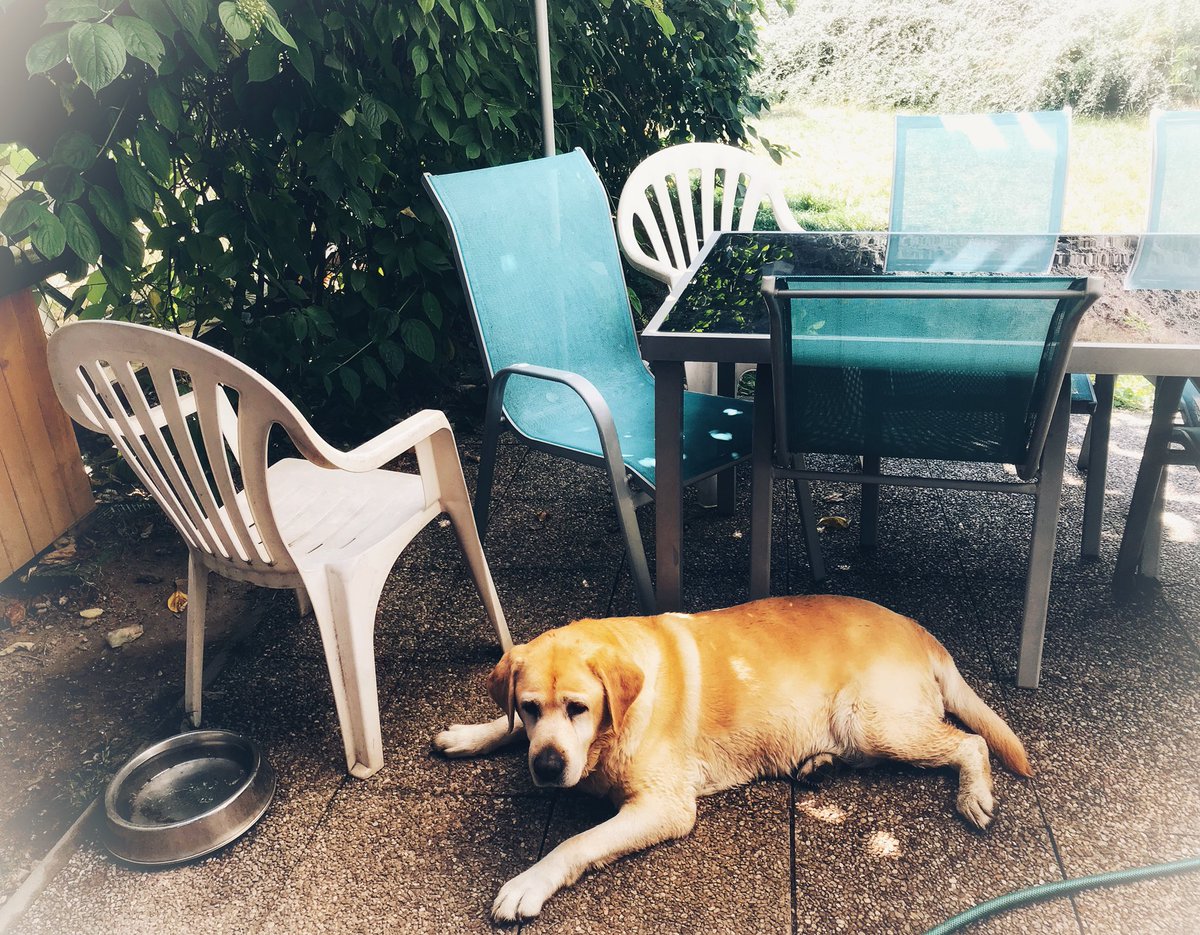 KnihyProDeti's tweet photo. Hor summer... Horké léto... #summer #hotsummer #prague #praguesummer #dog #labrador #instagarden #animalphotography #ji70photouniverse #vesmirji #instasummer @labrador_planet @labradoora @labradoroftheday @nationalgeographickids_oficial @scbwi https://t.co/b6GaZyNUyp
