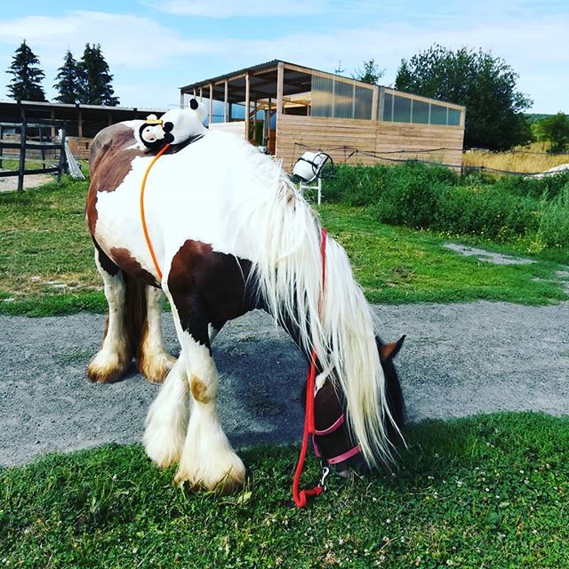 CavalierreRando's tweet photo. Bon, le cavalier en peluche, ça c'est fait 😂
Avec même la longe qui entoure le ventre!
#happy #poney #pony #horse #cheval #equestrian #tinker #irishcob #gypsycob #cavalierre https://t.co/GvRB5mDGcK https://t.co/UD7xZp8Hph
