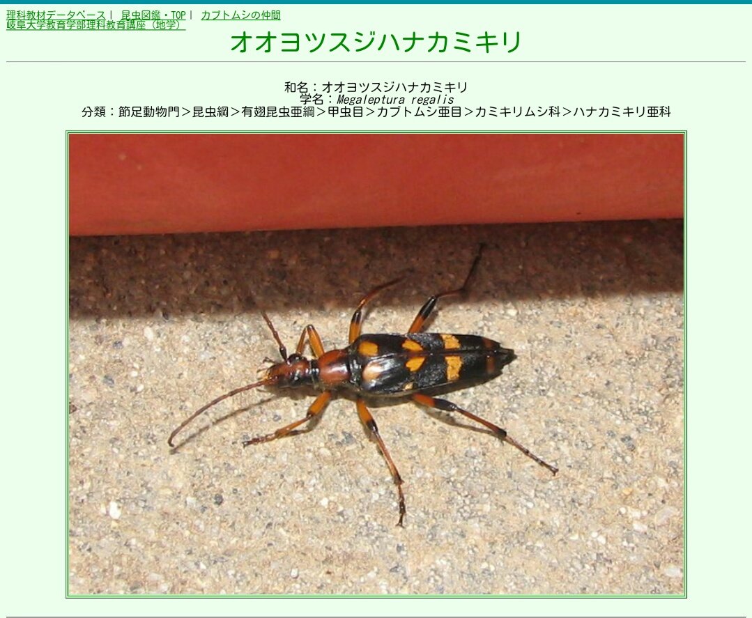 耳口王 緊急 この虫何者ですか 家の中におって怖いです 笑 T Co 0mydabfcp9 Twitter