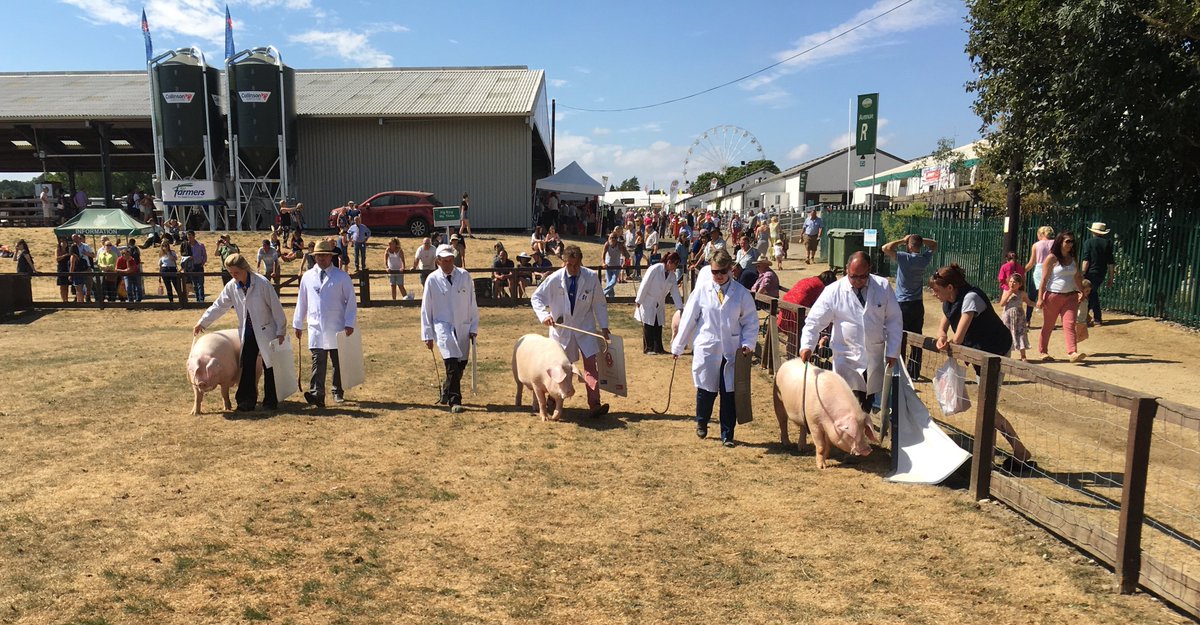 British Lop Pig tweet media
