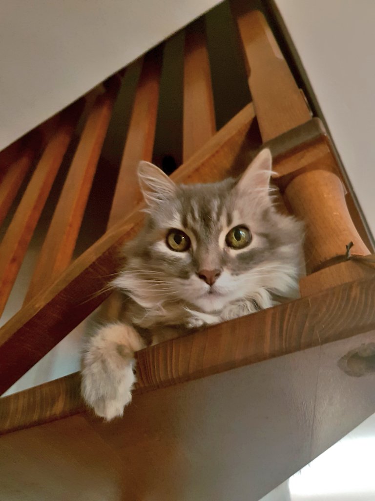 CommisDesComics's tweet image. 😍😍😍

#Cat #HumanOwner