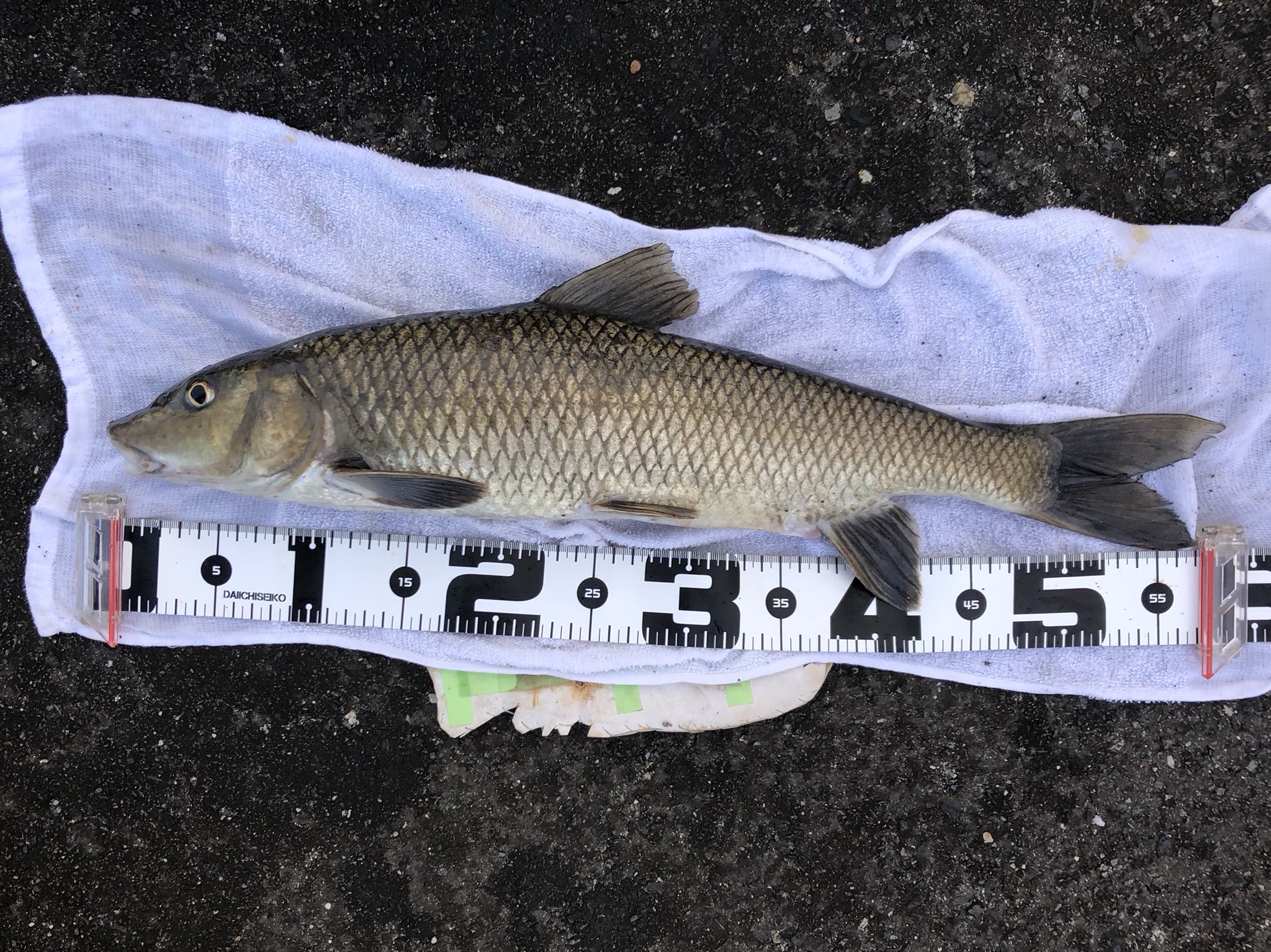 さかな芸人ハットリ 154 300種類目 琵琶湖に流れ込む水路にてニゴイです よく引いたなぁ 300種類の魚 を釣るまで自分で釣って調理した魚以外食べないチャレンジ 釣った魚しか食べない T Co 5q8tevv1w9 Twitter