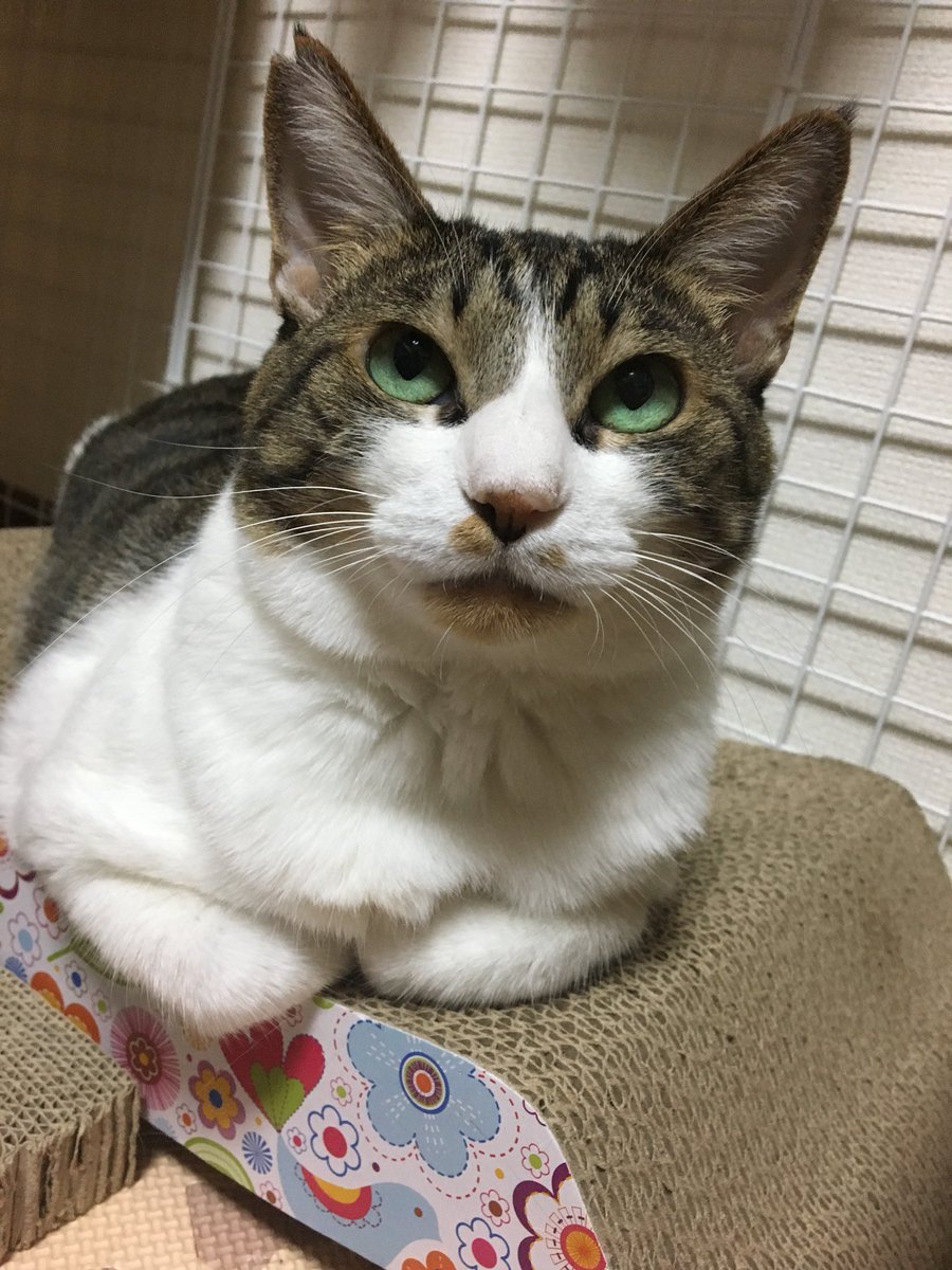 柚子木しろ در توییتر 元野良猫のはなちゃんが 我が家に来て1年経ちました 今ではすっかりお家にも慣れて家猫生活を満喫しております ｪ これからも我が家のお嬢様を幸せに出来るように頑張りますので 温かく見守って頂けたら幸いです ｪ
