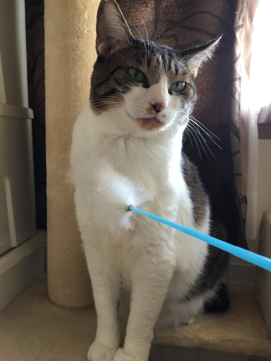 柚子木しろ در توییتر 元野良猫のはなちゃんが 我が家に来て1年経ちました 今ではすっかりお家にも慣れて家猫生活を満喫しております ｪ これからも我が家のお嬢様を幸せに出来るように頑張りますので 温かく見守って頂けたら幸いです ｪ