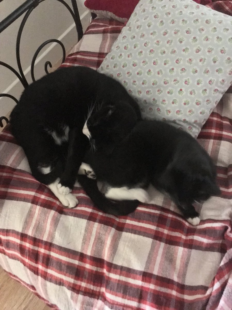 Paul Nickless On Twitter The Most Comfortable Pillow In The