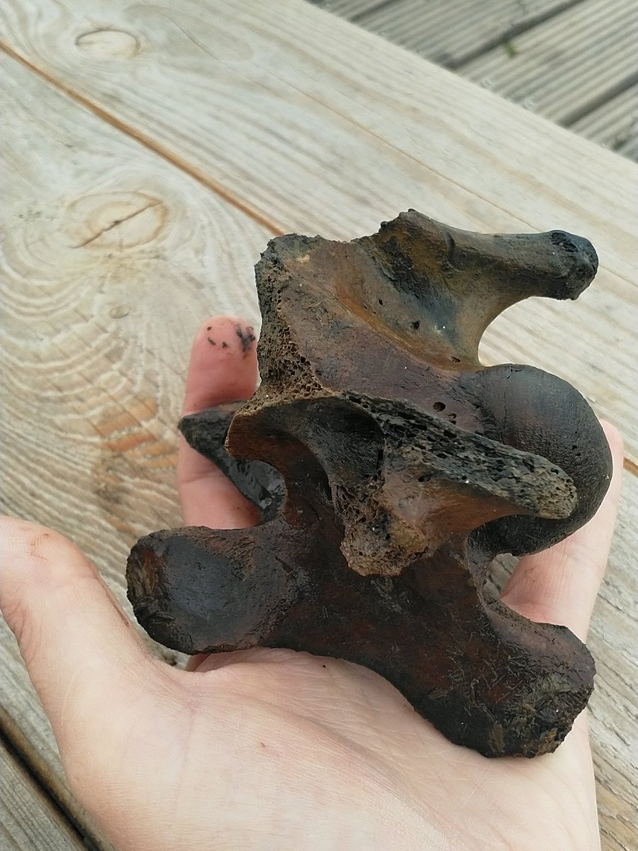 mmpavanriemsdyk's tweet photo. Hebben we een nog niet ontdekte #dinosaurus gevonden in #delinge of een #koe ?? #durftevragen @freekvonk @Lingestreek https://t.co/dOlxjZbbrH