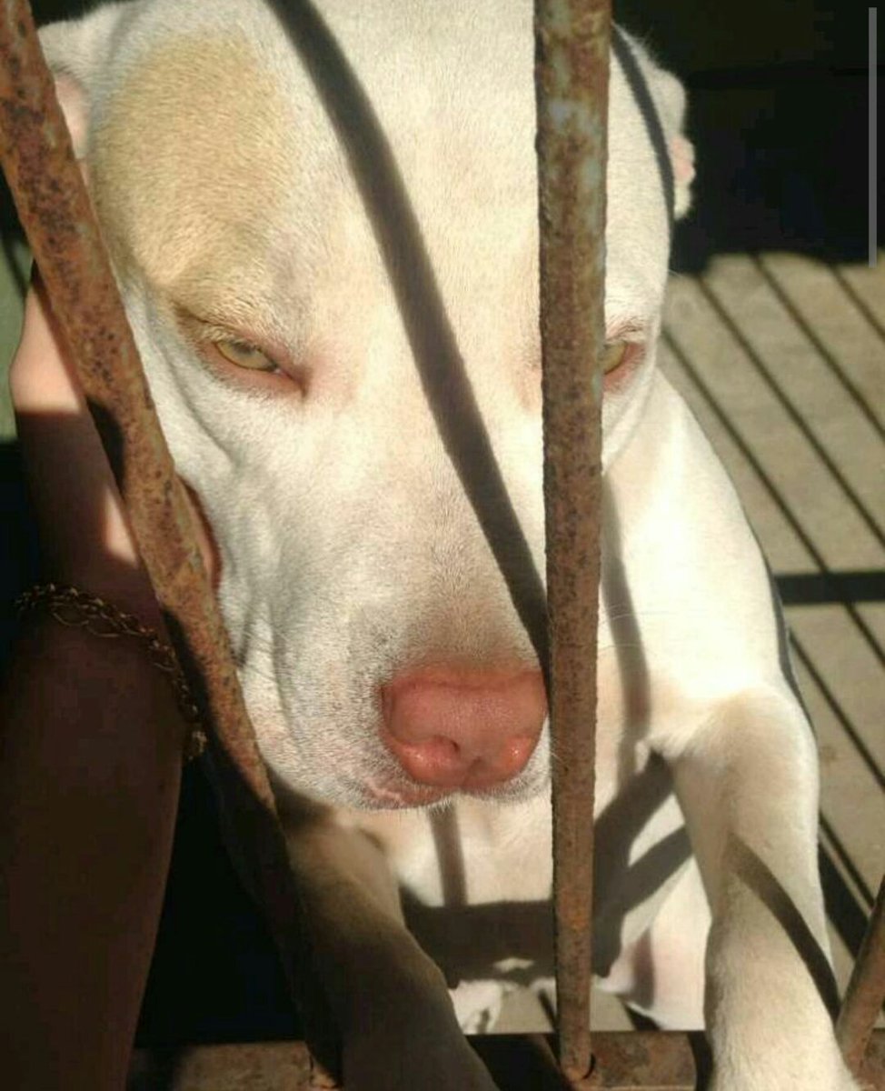 fofurentos's tweet photo. Shakira 🐕 via DM ❤️ https://t.co/9ajySZfuMF