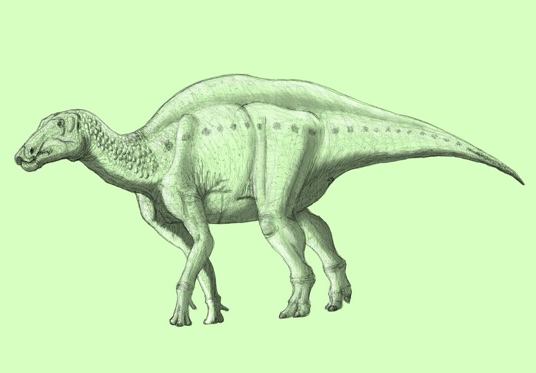 シャントゥンゴサウルス #Shantungosaurus giganteus フアシアオ