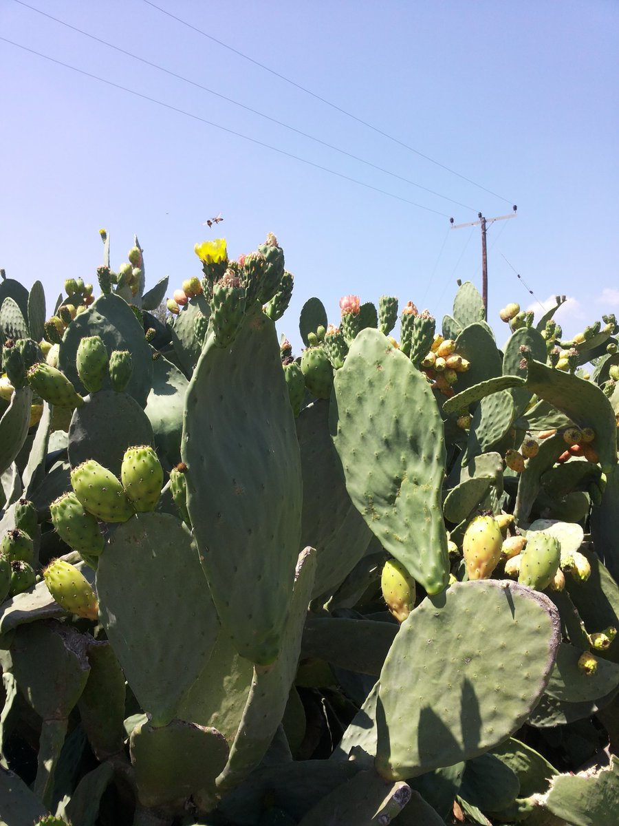 EfiSavvides's tweet photo. #summer Prickly pears everywhere #Cyprus  #Mathiatis #village https://t.co/wnEVNWVCtq