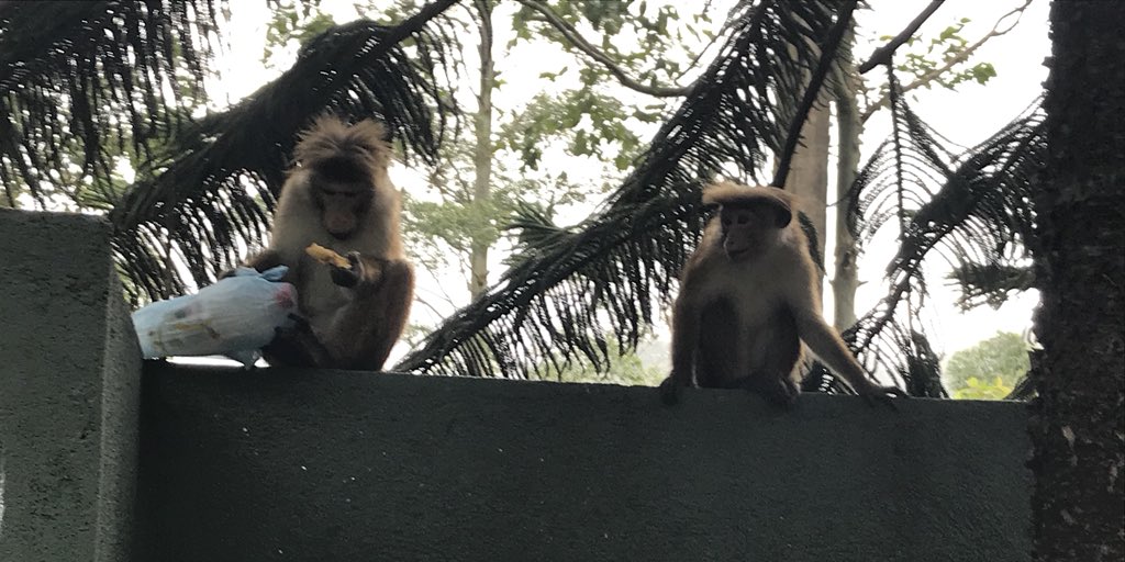 LongdeanPost16's tweet photo. The British Biscuits made it to the top and back, saw many Buddhas and are now in busy Colombo. Final site seeing tomorrow morning and then home! What a great team and a great couple of weeks of amazing experiences in Sri Lanka. https://t.co/qKzYv7yaw4