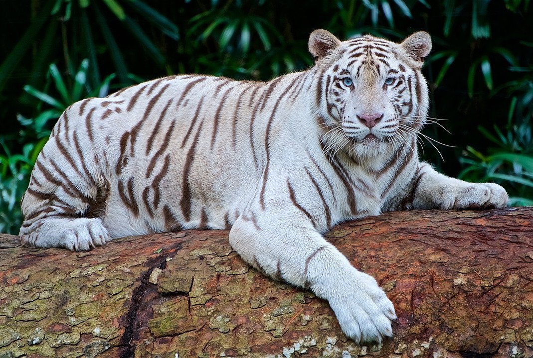 In China the white tiger is considered one of the celestial animals &amp; is associated with the metal element &amp; direction of west. In #FengShui the white tiger can be seen as inauspicious if not correctly balanced with the green dragon of the east. 
#InternationalTigerDay #Folklore