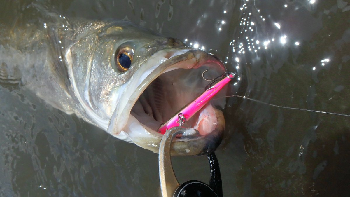 Taku_seabass24's tweet image. 台風後のデイゲーム🎣
日焼けしてきました☀️（笑）

瀬に着いてる魚をキャッチしながら、最後に75cmをキャッチ‼︎👍

やっぱりりデカイ魚の空気を吸い込むあのエラ洗いはたまらんね。

皆で楽しめました♪
#longin
#キックビート70
#リアルキッス