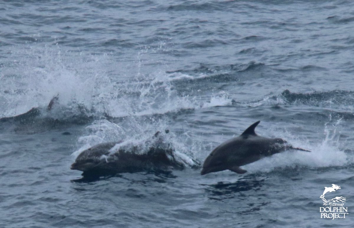🐬 Dolphin Angels 🌱 Ⓥ tweet media