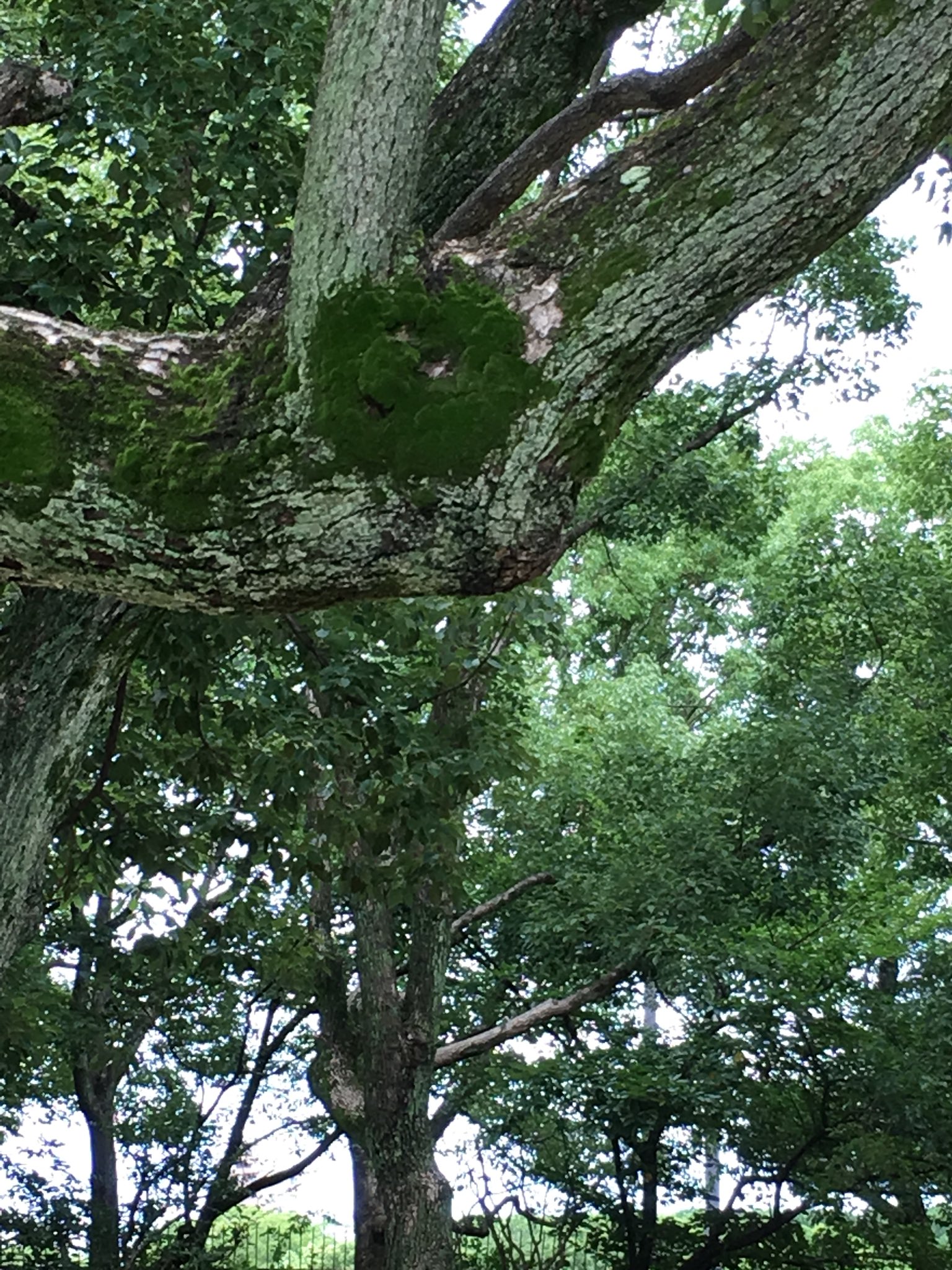 アキオ 顔に見える 面白い木 笑える T Co 4p799onedg Twitter