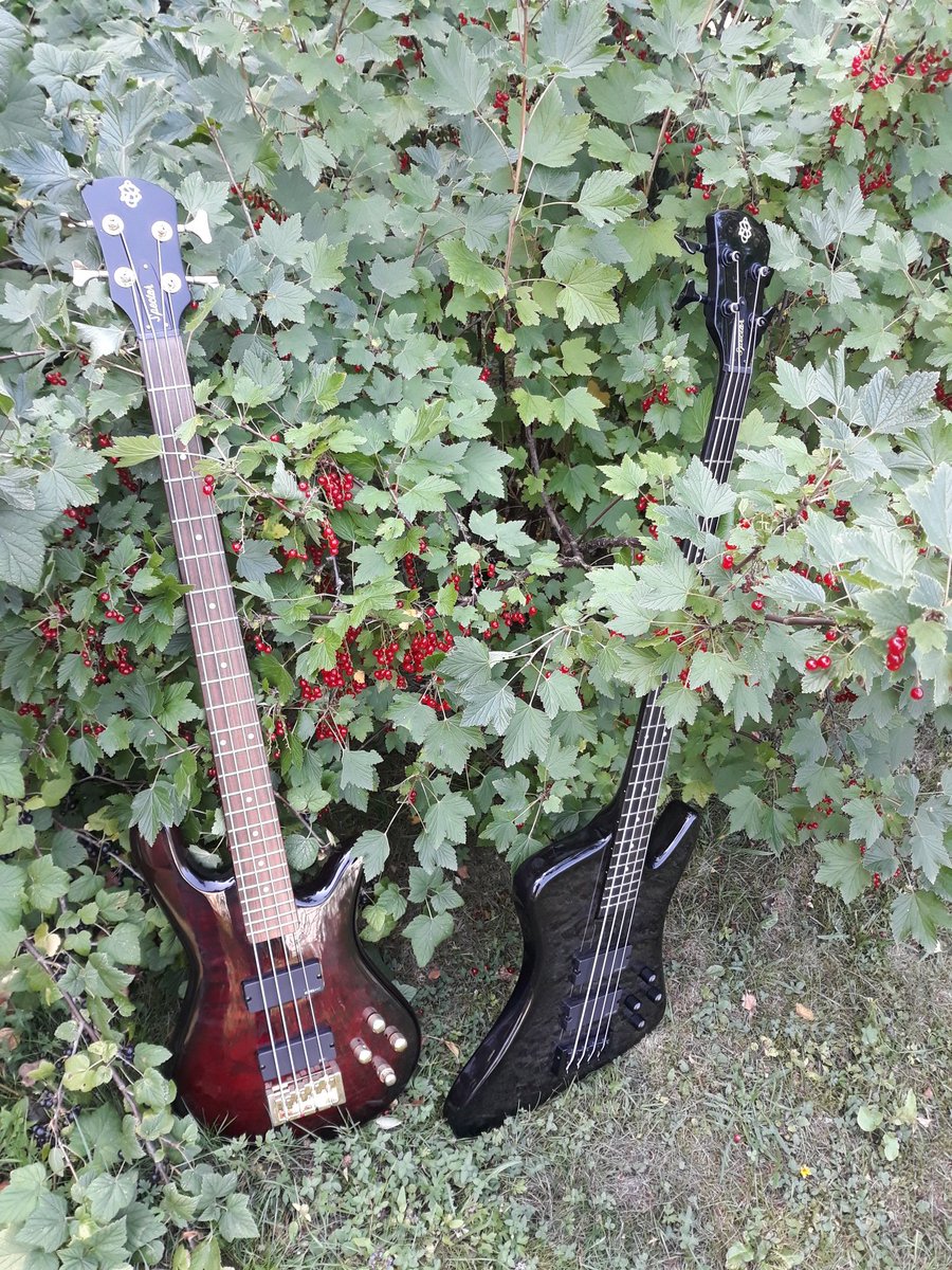 MrOXOFFICIAL's tweet photo. You're in the bass jungle, baby... and you're gonna play! I bang these @OfficialSpector beauties now exclusively. https://t.co/h4k7HZ4kzm