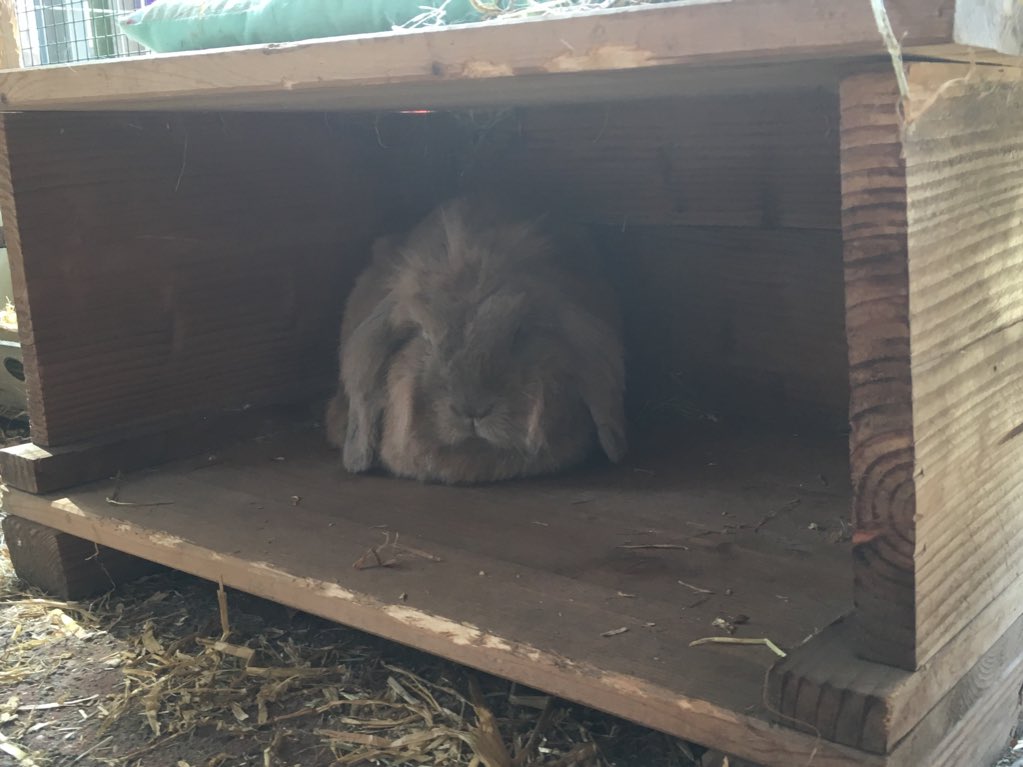 pepijnfay's tweet photo. Nap time 😴 too hot today to do anything. Mommy almost didn’t find me....love my camouflage hiding spot 😌 https://t.co/a6BcOLJo8J