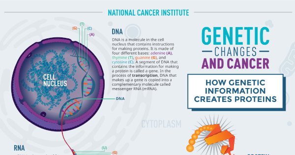 theNCI's tweet photo. How do genetic changes lead to cancer? This infographic summarizes the types of genetic changes in cancer: https://t.co/ysEcg3FG5I #DNA https://t.co/mWrx0rtoWE
