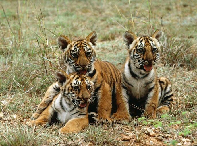NiliMajumder's tweet photo. Sunday is #GlobalTigerDay.
Less than 3900 wild 🐯🐯 are left in the world. Here's how you can #GoWildForLife and help protect them: https://t.co/kn3vqr1bL0 https://t.co/AJEvRDU35g @UN