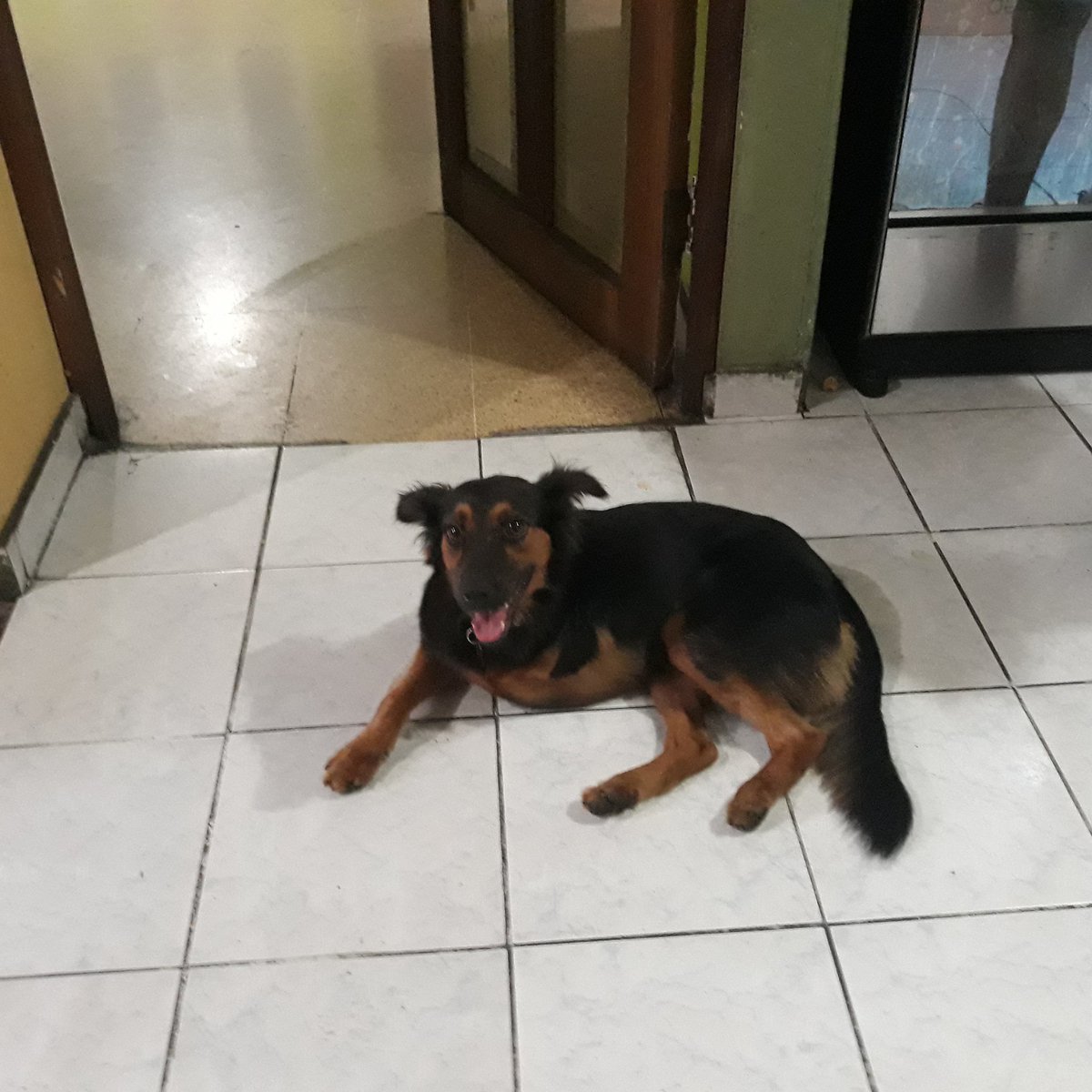 tagnia_shocron's tweet photo. Se  perdió Rene en la madrugada entre Calidonia y Bella Vista.  Abuela y niña llorando. Tiene 3 patas. https://t.co/FypLZpsXAc
