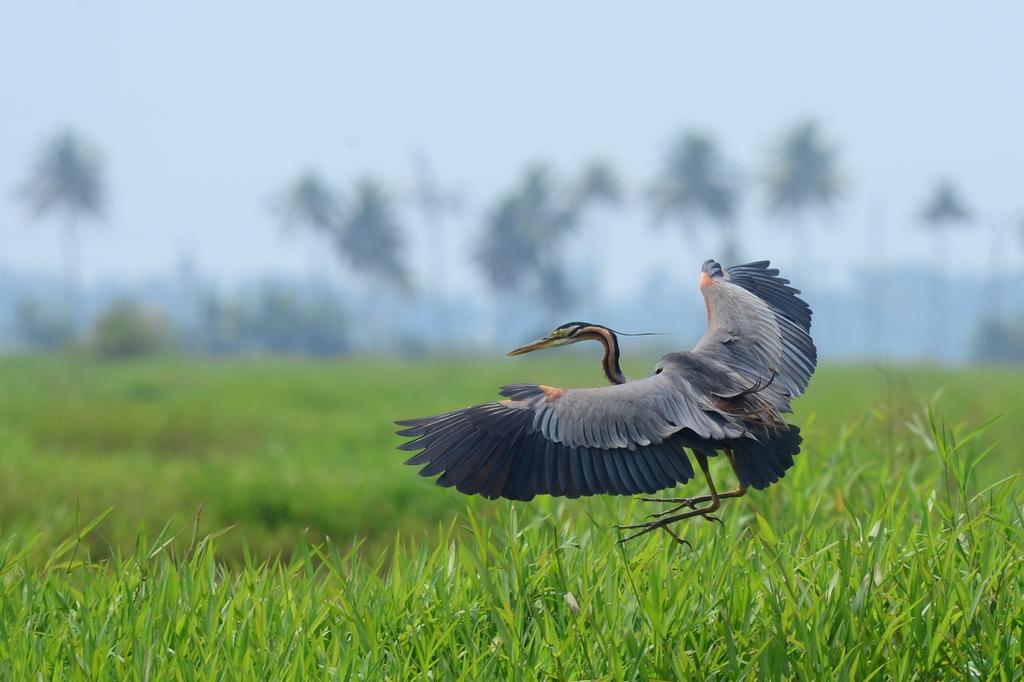 maheadmin's tweet photo. @KeralaTourism Yes..very true..also Alappuzha can get as beautiful like this.. https://t.co/USET8zm97n