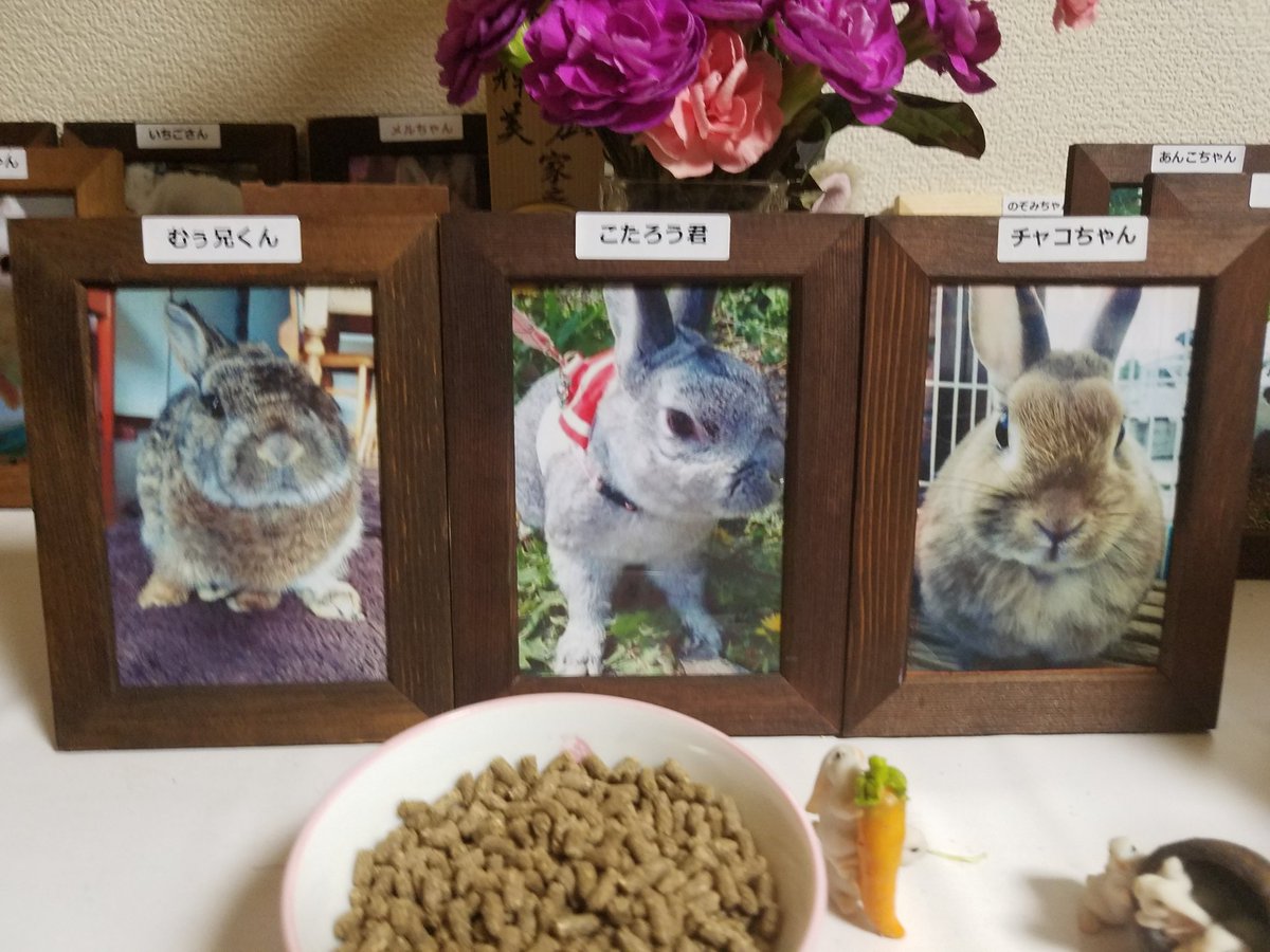 asayan2009's tweet photo. ( ﾟ▽ﾟ)/ｺﾝﾊﾞﾝﾊ
今日は左側から🐰🐰🐰

むぅ兄くん🐇
こたろう君🐇
チャコちゃん🐇

３ぴょんの月命日だよ🐰🐰🐰
これからパパはシャワーを浴びて寝ます🙇

#うさぎ  #月組 #命日 #月命日 https://t.co/3Y1nKCEZ3N