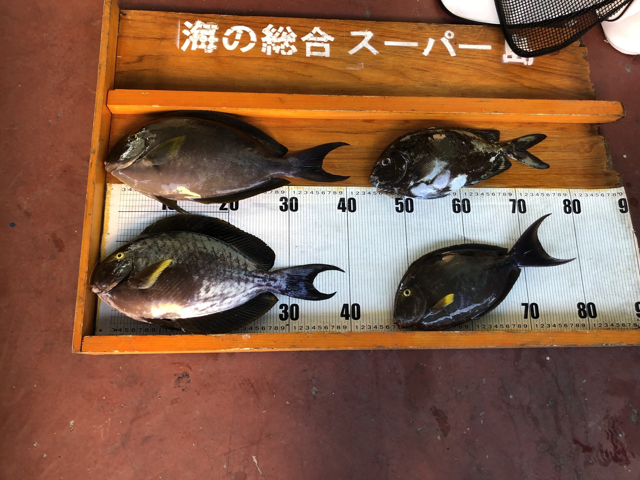 ザハノリ Zaha1002 Twitter