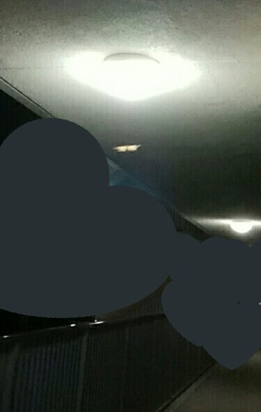 蝉のtwitterイラスト検索結果