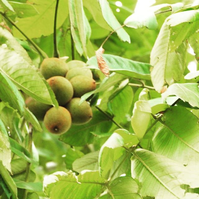 yo_ti36's tweet image. 一瞬台風っぽい風が吹いた気がするが・・・無事を祈る　＃クルミ 　#wallnuts 　#台風 　#念願の雨 　#bigfamilyfarm ift.tt/2uW4RIQ